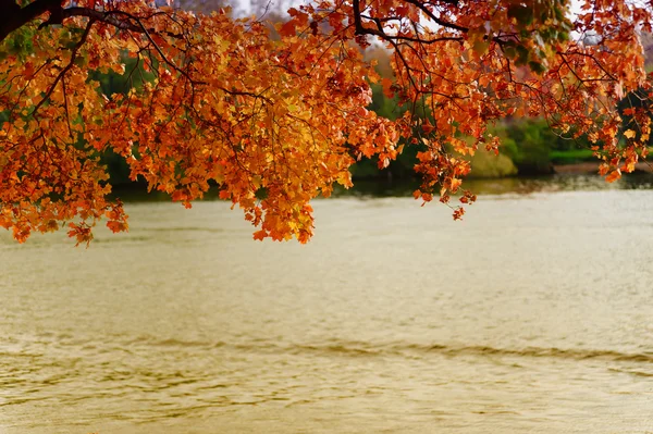 stock image Autumn leaves over the river