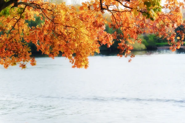 stock image Autumn leaves over the river