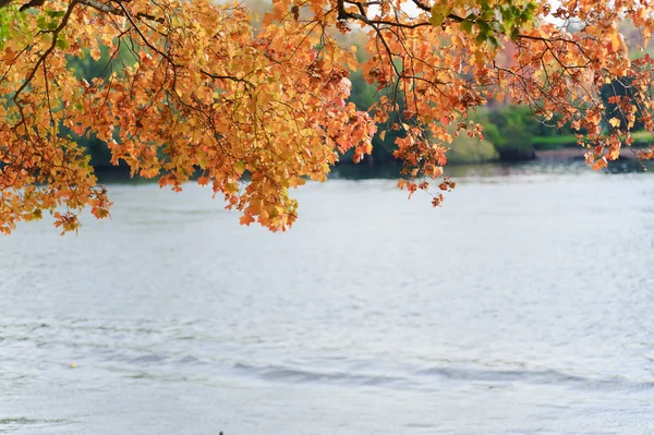 Stock image Autumn leaves over the river