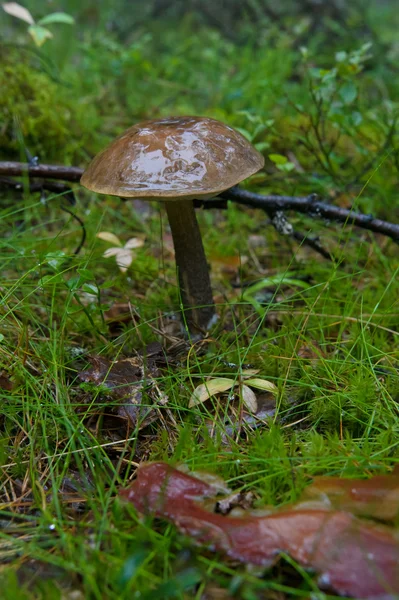 Birch mushroom in wood — Stock Photo, Image
