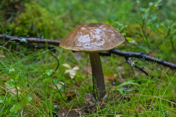 Birch mushroom in wood — Stock Photo, Image