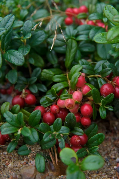 Cowberry in wood — Stock Photo, Image