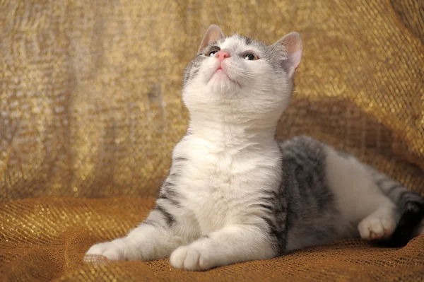 Grå brittisk kattunge — Stockfoto