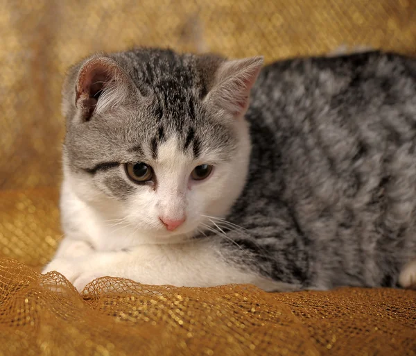 Gray british kitten — Stock Photo, Image