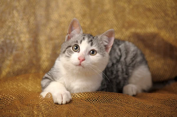 Gray british kitten — Stock Photo, Image