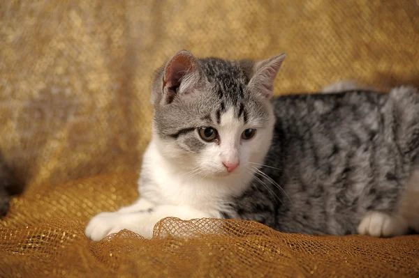 Gri İngiliz yavru kedi — Stok fotoğraf