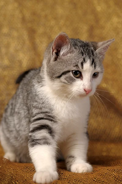 Grigio gattino britannico — Foto Stock