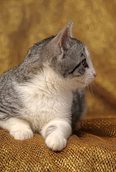 회색 영국 고양이 — 스톡 사진