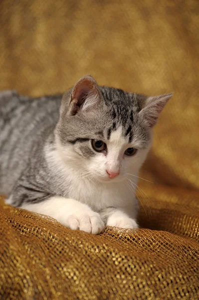 Серый британский котёнок — стоковое фото