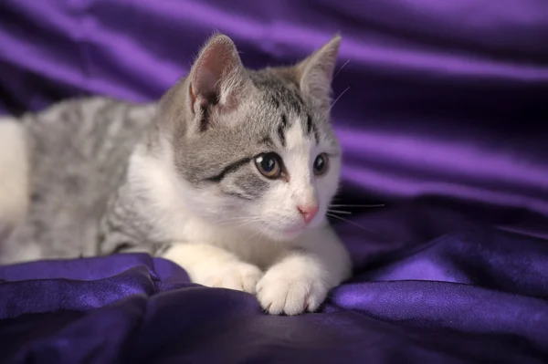 회색 영국 고양이 — 스톡 사진