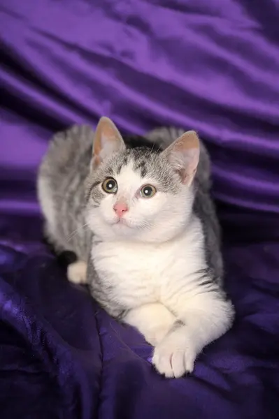 灰色英国小猫 — 图库照片