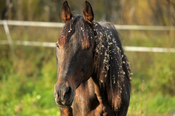 Brown horse in pasture — Stock Photo, Image