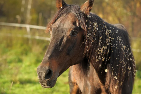 Cavallo bruno al pascolo — Foto Stock