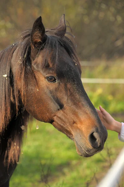 Cheval brun en pâturage — Photo