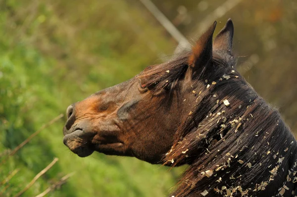 Caballo marrón en el pasto — Foto de Stock