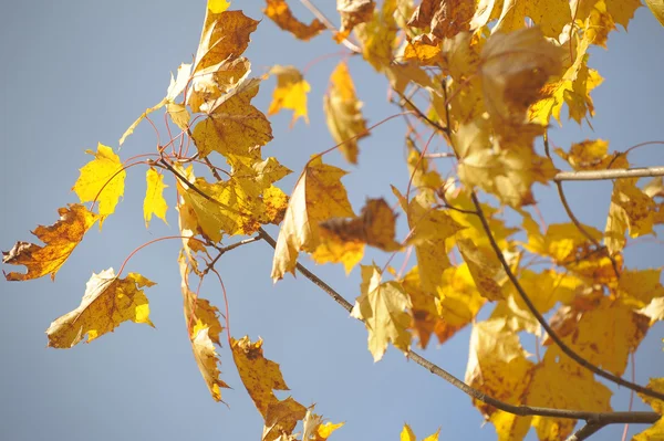 Akçaağaç yaprakları — Stok fotoğraf