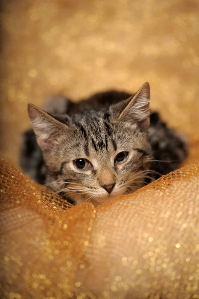 Tabby kattunge — Stockfoto