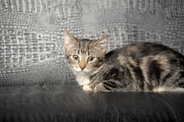 Таббі кошеня — стокове фото