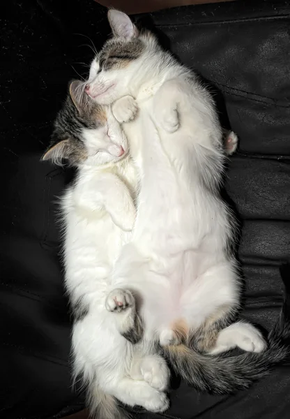 Dua anak kucing — Stok Foto