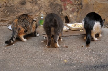Three street cats eat clipart
