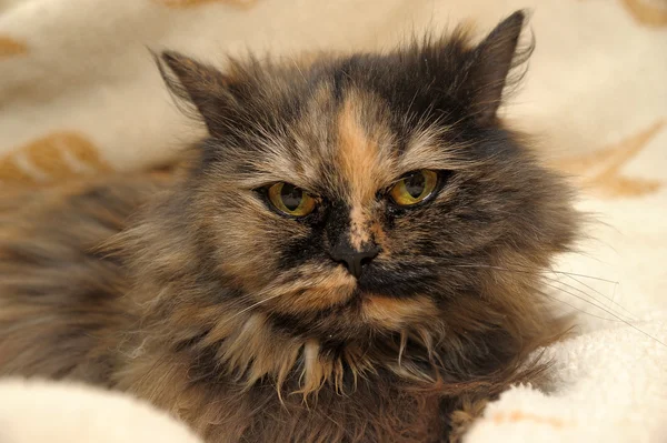 Perzisch-kitten portret — Stockfoto