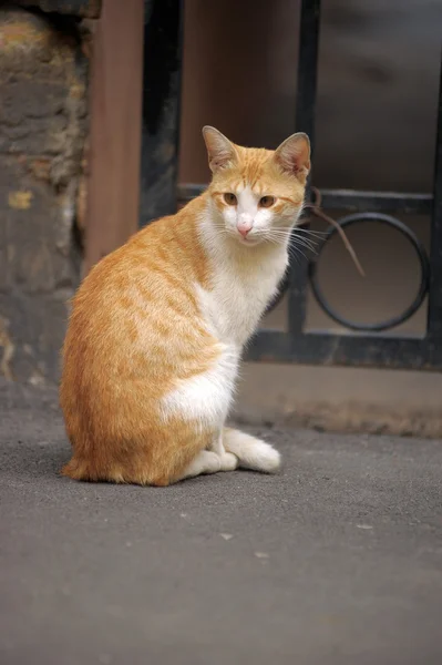 Рыжий кот на улице бездомный — стоковое фото