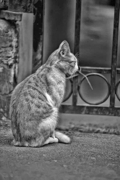 Un lindo gato callejero en las calles — Foto de Stock