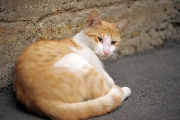 Gato de gengibre na rua sem teto — Fotografia de Stock