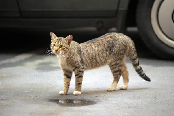Un mignon petit chat errant dans les rues — Photo