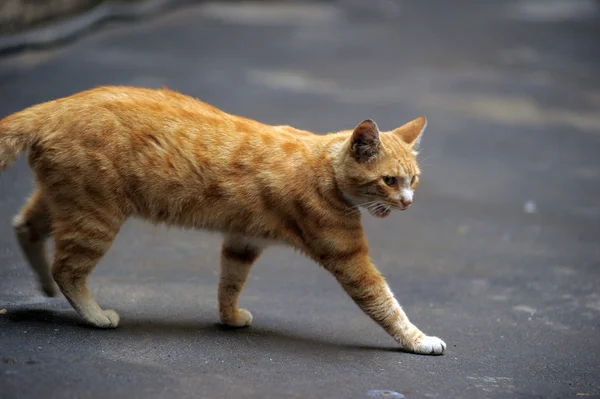 Ginger cat on the street homeless — Stock Photo, Image