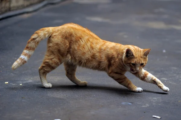 Імбирний кіт на вулиці бездомний — стокове фото