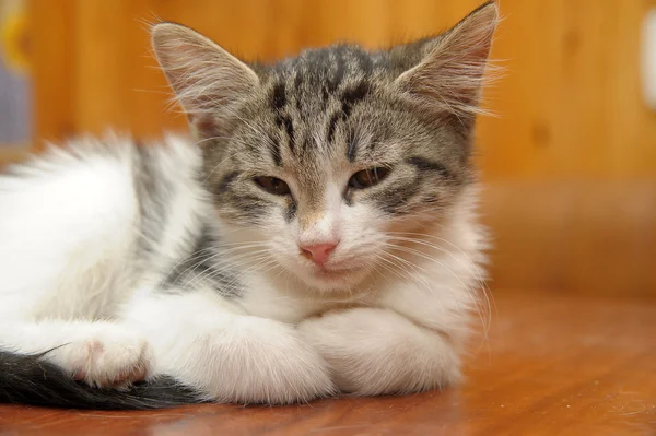 Спящий пушистый котенок — стоковое фото