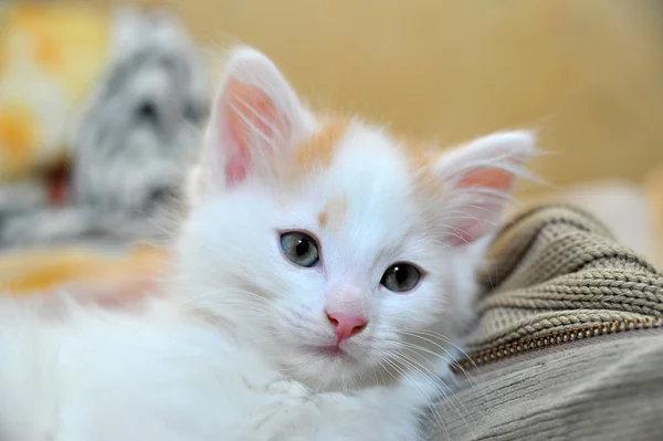 Όμορφο γατάκι που κάθεται σε ένα κρεβάτι — Φωτογραφία Αρχείου