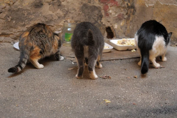 Tres gatos callejeros comen — Foto de Stock