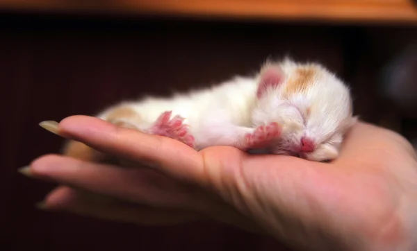 Gatinho recém-nascido em seus braços — Fotografia de Stock
