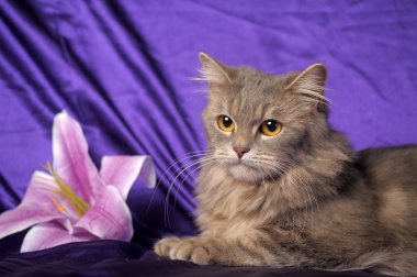 Beautiful fluffy gray cat and flower clipart
