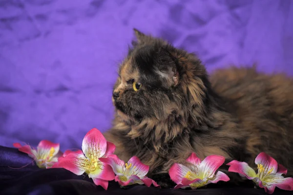 Sköldpadd persisk katt med blommor — Stockfoto
