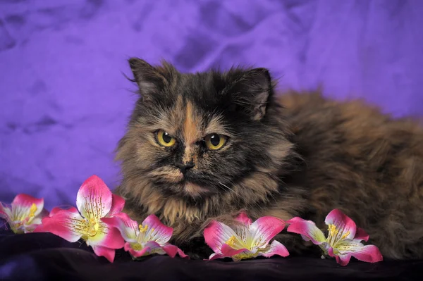 鼈甲ペルシャ猫の花を持つ — ストック写真