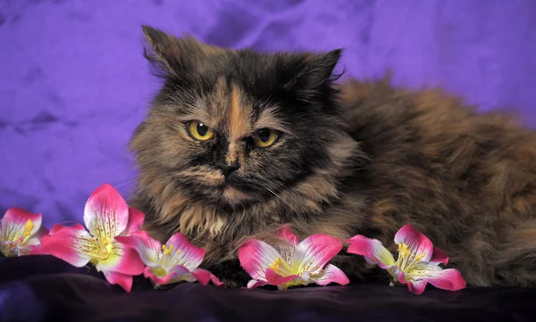 Tortue chat persan avec des fleurs — Photo