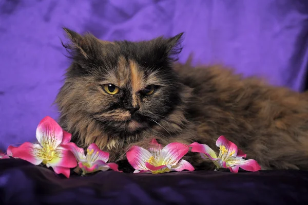 Tortoiseshell Persian cat with flowers — Stok fotoğraf