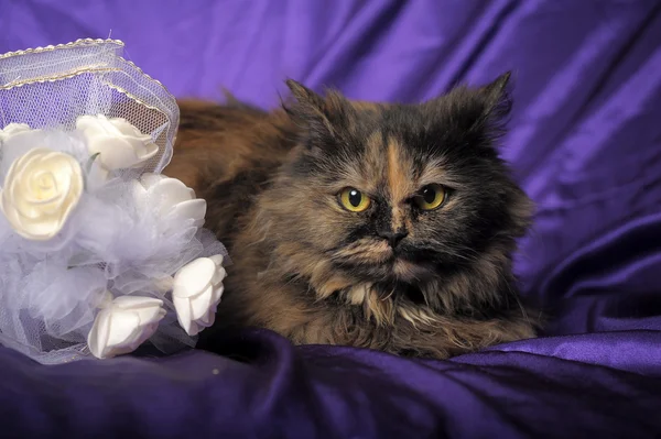 Персидський кіт — стокове фото