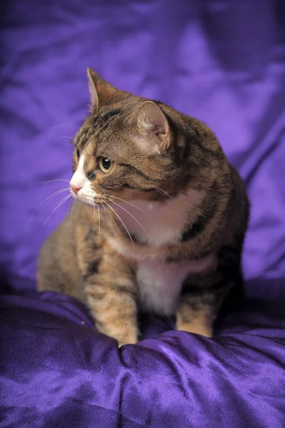 Табби-кот с белой грудью — стоковое фото