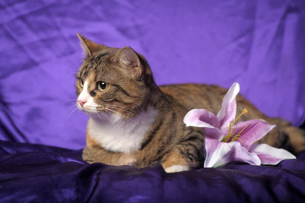 Tabby cat with white breast and lilac lily — Stockfoto
