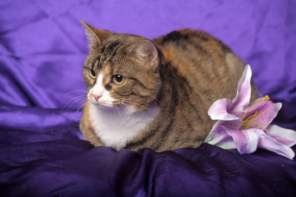 Tabby cat with white breast and lilac lily — Stockfoto