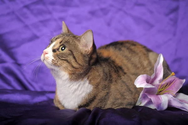 Таббі кіт з білою грудьми і бузковою лілією — стокове фото