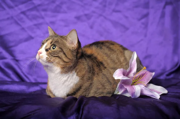 Tabby katt med vita bröst och lila Lilja — Stockfoto