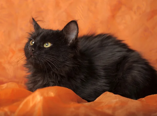 stock image Black fluffy kitten