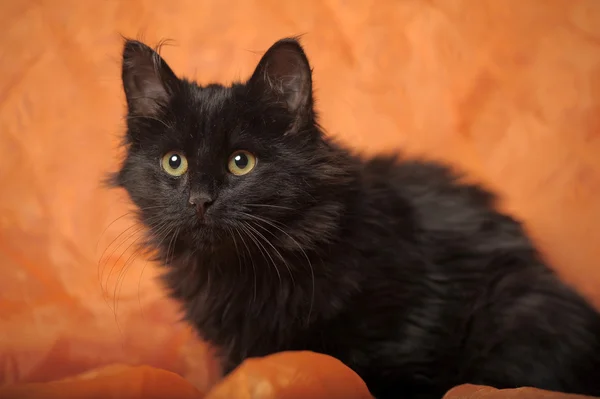 Чёрный пушистый котёнок — стоковое фото