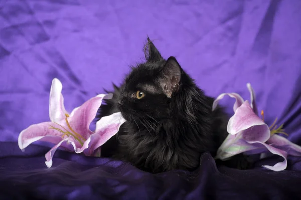 Black fluffy kitten — Stockfoto
