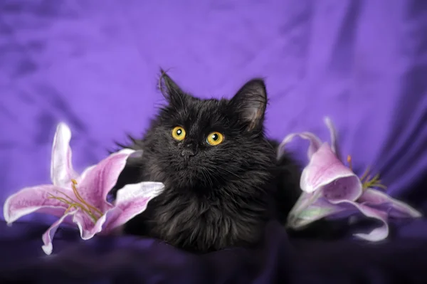 Чёрный пушистый котёнок — стоковое фото